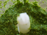 Kale pesto sauce
