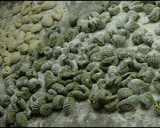 Foto del paso 1 de la receta: Ñoquis de espinaca y salsa bolognesa