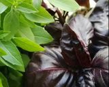 Une image de l'étape 11 de 🦪Moules 🍃cuisine 🪹🍂du sud🍤.