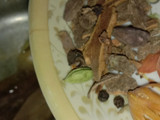 वेज बिरयानी (veg biryani recipe in Hindi)
