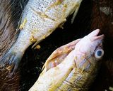 A picture of step 3 of Deep Fried Fish.