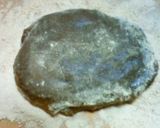 A picture of step 5 of Brown Sugar Gyuuhi Covered in Kinako Soy Flour.