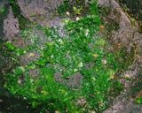 A picture of step 1 of Green Chutney.