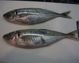 A picture of step 1 of Horse Mackerel Tartare.