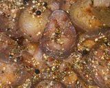 Foto del paso 4 de la receta: Berenjenas a mi manera