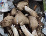 รูปขั้นตอนการทำที่ 1 ของ เห็ดโคนต้มน้ำปลา by SanD