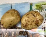烤馬鈴薯脆片的食譜步驟1照片