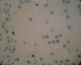 A picture of step 4 of Cream of rice with non vegetarian options.