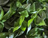 Une image de l'étape 2 de Pesto basilic aux noix.