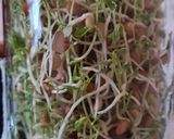 Foto del paso 9 de la receta: Brotes de lentejas al limón 🌱🍋 Germinado de lentejas alimonadas 🌱 🍋