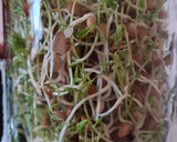 Foto del paso 9 de la receta: Brotes de lentejas al limón 🌱🍋 Germinado de lentejas alimonadas 🌱 🍋