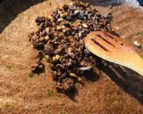 عکس مرحله 6 از دستور کبه لبنانی(kebbeh)