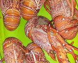 Foto langkah ke 2 dari resep Lobster rebus.