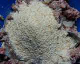 Foto del paso 6 de la receta: Pan de carne relleno!