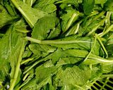 Hình bước làm 1 của món Lòng gà và trứng gà non xào cải đắng và bánh đa nắm Quỳnh Côi