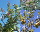 A picture of step 2 of 🍏🍎Apple Chutney🍎🍏.