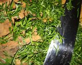 Foto del paso 11 de la receta: Costillitas Caramelizadas con un Toque de Cilantro