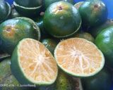 Foto langkah ke 3 dari resep Juice pepaya mix jeruk manis.