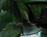 Foto langkah ke 5 dari resep Pepes ayam tiada duanya.
