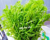 Hình bước làm 1 của món Đọt choại (rau chạy) luộc chấm nước tương