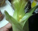 A picture of step 3 of Easy, Sweet and Yummy! How to Boil Corn on the Cob.