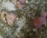 Foto del paso 3 de la receta: Muslos de pollo rehogado en cerveza al verdeo con Roquefort