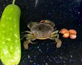 Hình bước làm 1 của món Canh Bầu Nấu Cua 🦀