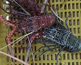 Foto langkah ke 1 dari resep Lobster saos tiram.