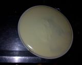 Foto del paso 2 de la receta: Crema pastelera