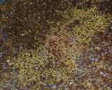 A picture of step 8 of Garlic Steak Sauce for Energy.