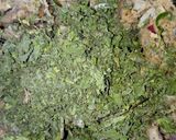 A picture of step 2 of Kathal (jackfruit) kabab.