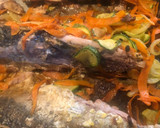 Foto del paso 5 de la receta: Lisa campirana con verduras