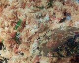 Foto langkah ke 4 dari resep Urap udang rebon.