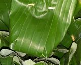 Foto langkah ke 5 dari resep Kue jongkong kelapa muda.