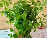Citromfű szörp recept fázis 1 fotója