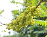 Hình bước làm 1 của món Mứt Chùm Ruột