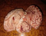 صورة لخطوة 1 من وصفة شطيطحة المخ