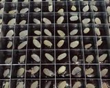 Foto langkah ke 5 dari resep 208. Brownies Custard Nutella.