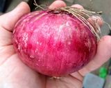 A picture of step 3 of Bread sauce with onion.