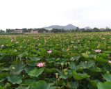 Hình bước làm 2 của món Hạt sen xóc muối