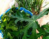 Foto langkah ke 1 dari resep Sayur Santan Daun Pepaya Jepang.
