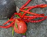 Foto langkah ke 4 dari resep Sambal terasi.