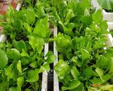 Hình bước làm 1 của món Canh cải bó xôi nấu tôm