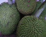 Foto langkah ke 1 dari resep Sayur asem kluwih.
