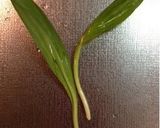 A picture of step 3 of Gyoza Dumplings with Alpine Leek.