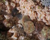 A picture of step 17 of Veg Manchurian Fried Rice.