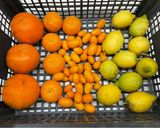 Foto del passaggio 1 della ricetta Marmellata di agrumi misti