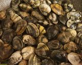 Foto del paso 1 de la receta: Spaghetti alle vongole