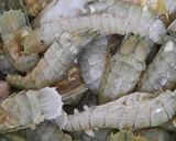 Foto langkah ke 3 dari resep Udang Ronggeng/Mantis Shrimp.