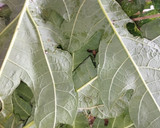 Foto langkah ke 4 dari resep Sate Maranggi.